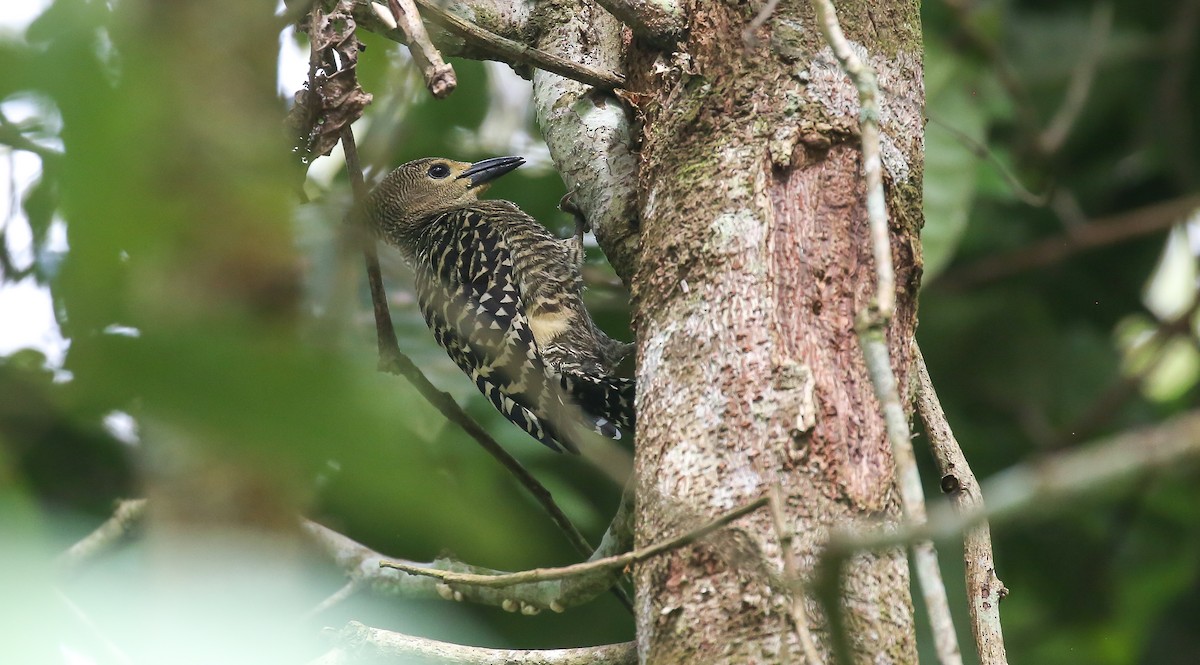 Buff-rumped Woodpecker - Brian Small