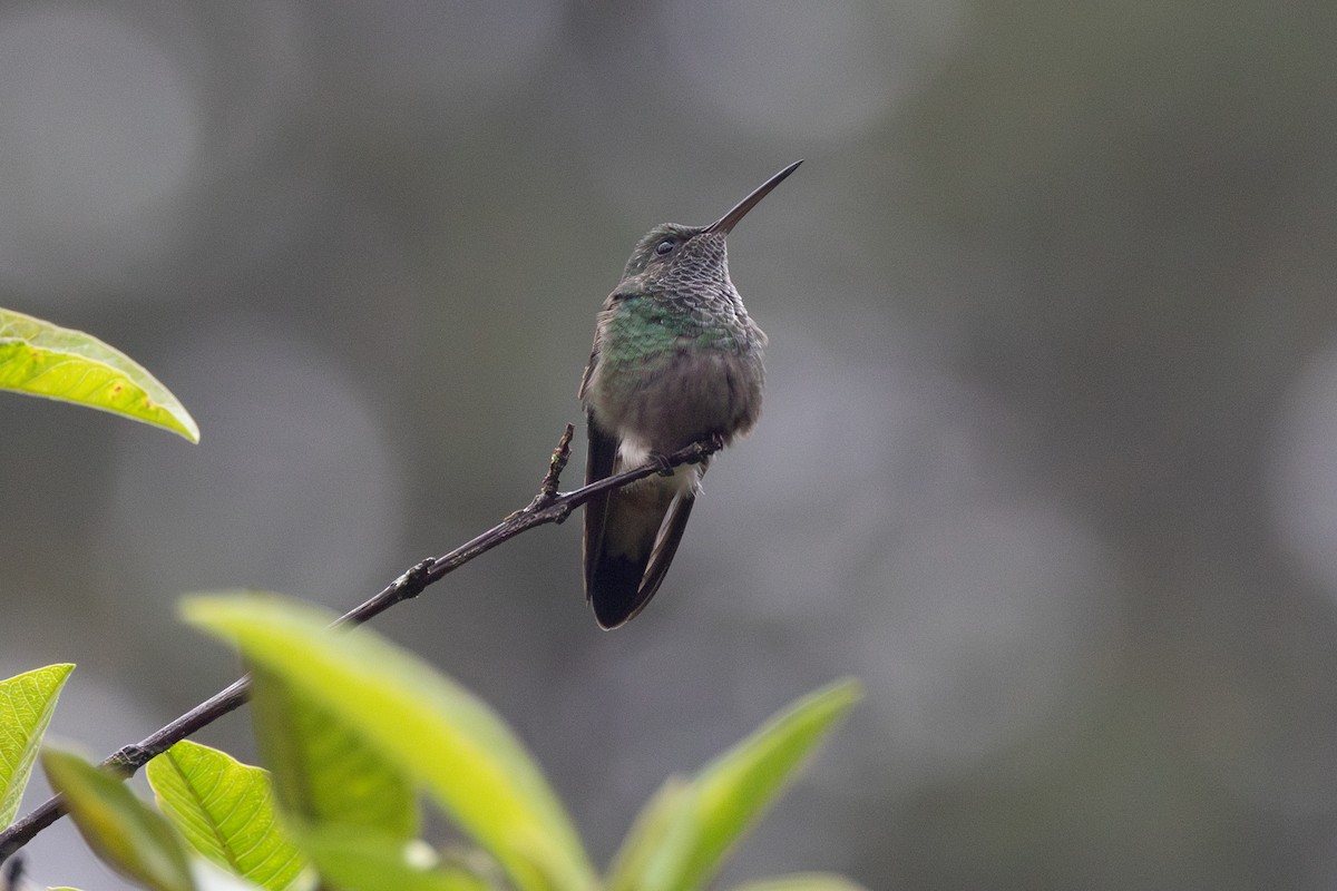 Green-bellied Hummingbird - R M