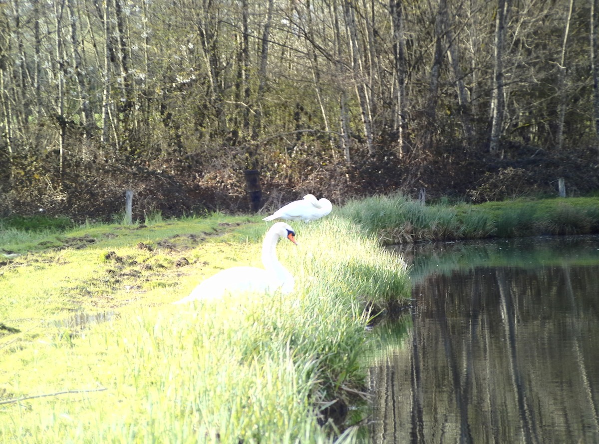 Mute Swan - Casella Sylvie