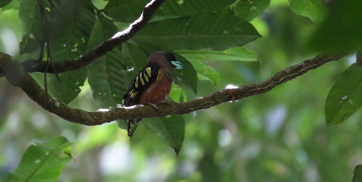 Banded Broadbill - Brian Small