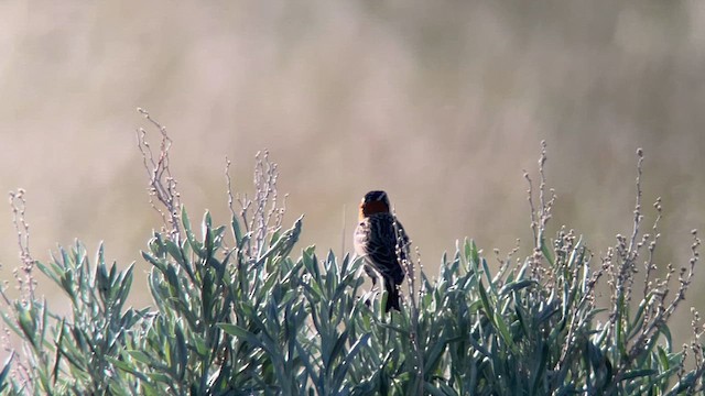 アカエリツメナガホオジロ - ML616557156