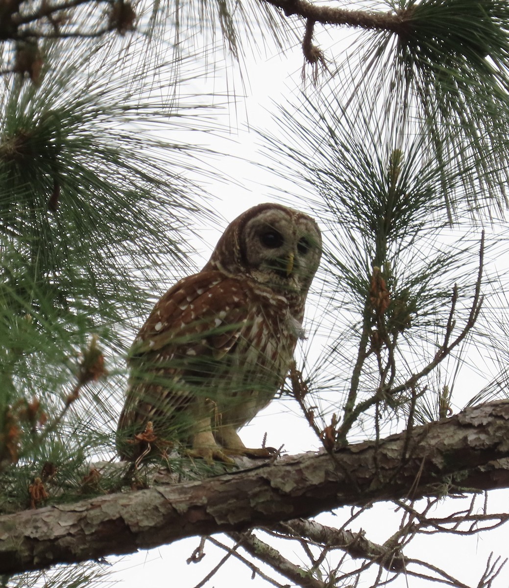 Barred Owl - ML616557157