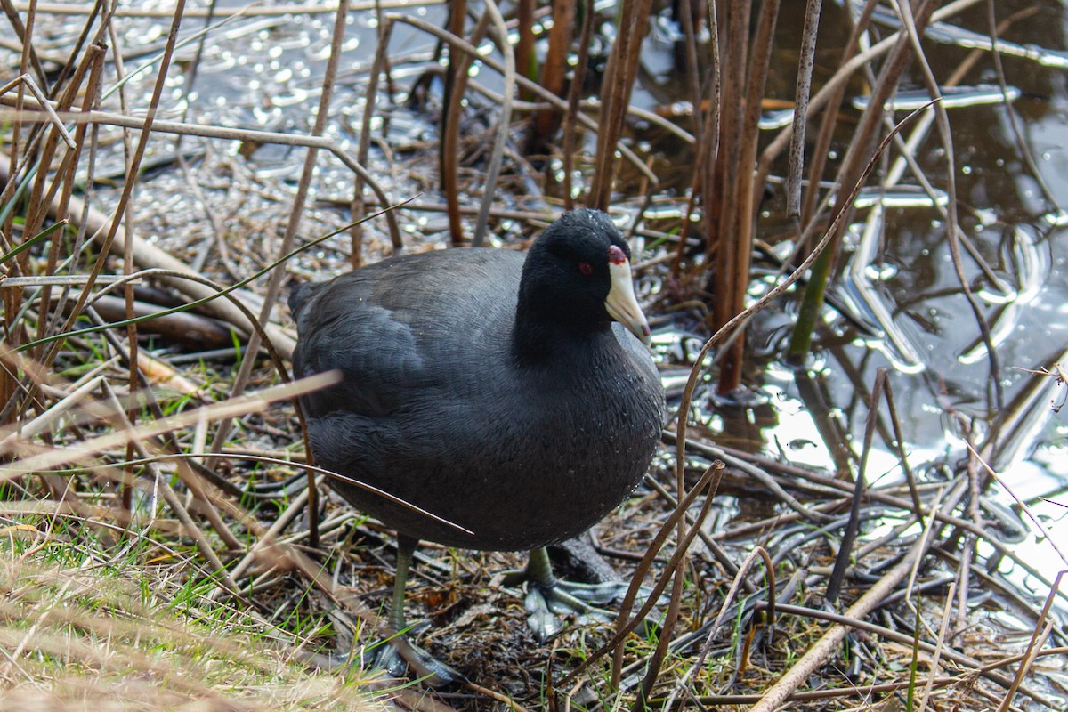 American Coot - ML616557166