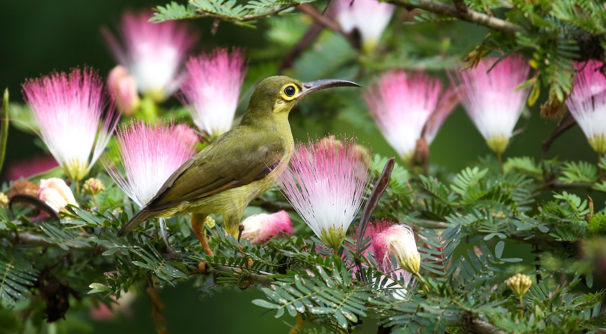 Spectacled Spiderhunter - Brian Small