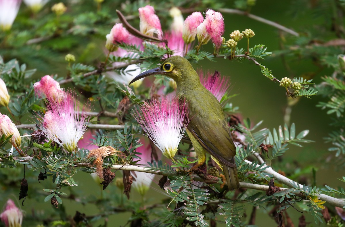 Spectacled Spiderhunter - Brian Small