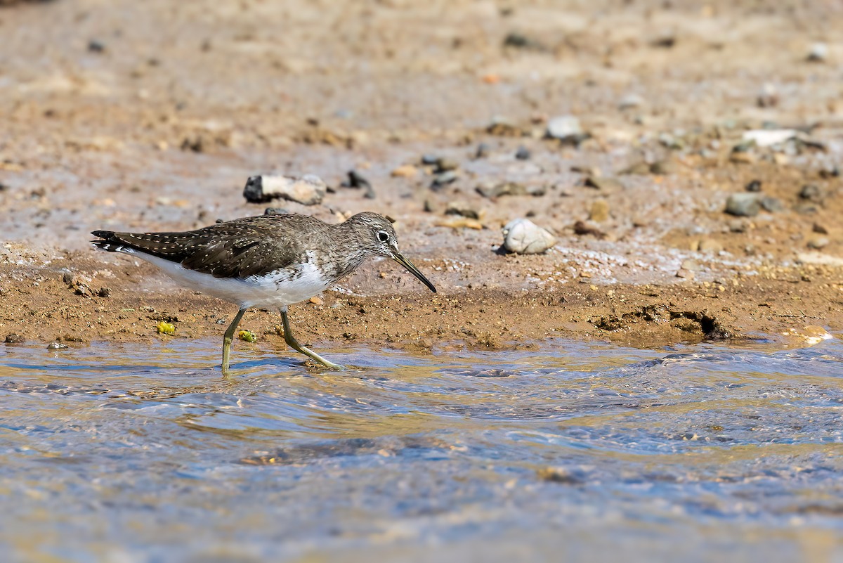 Green Sandpiper - ML616557188