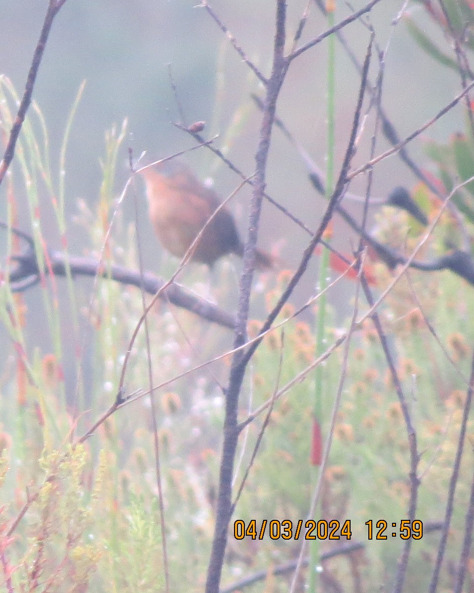 Victorin's Warbler - ML616557215