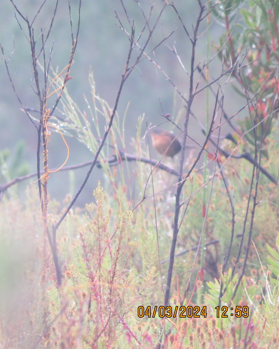 Victorin's Warbler - ML616557216