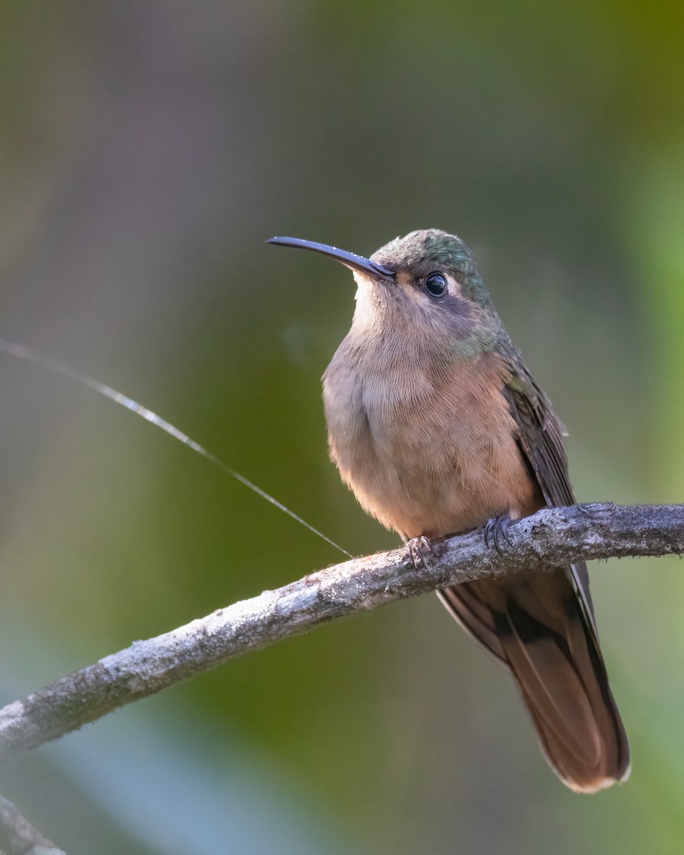 kolibřík duidský - ML616557306