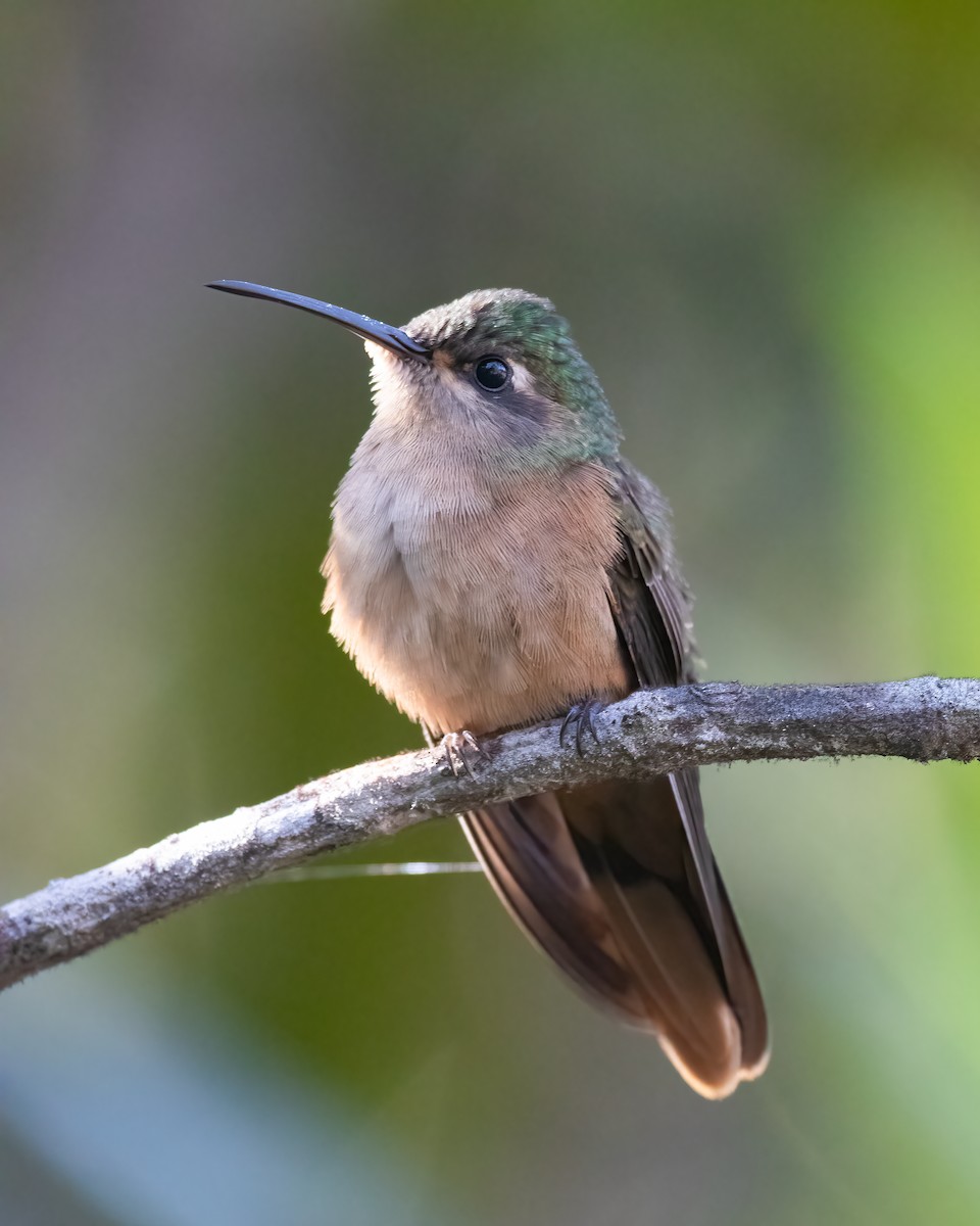 kolibřík duidský - ML616557309