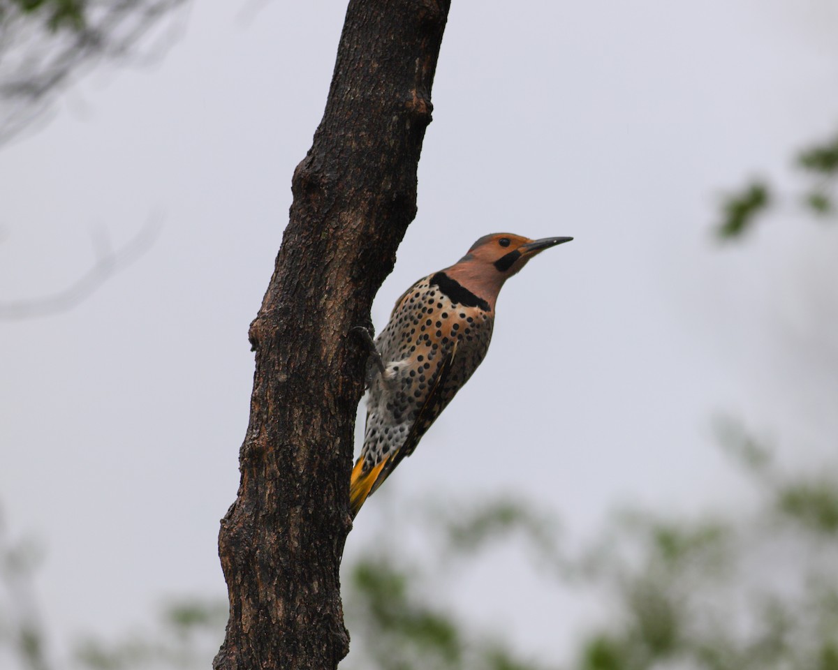 Northern Flicker - ML616557317