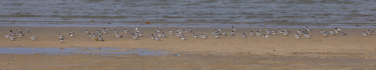 Little Tern - ML616557333