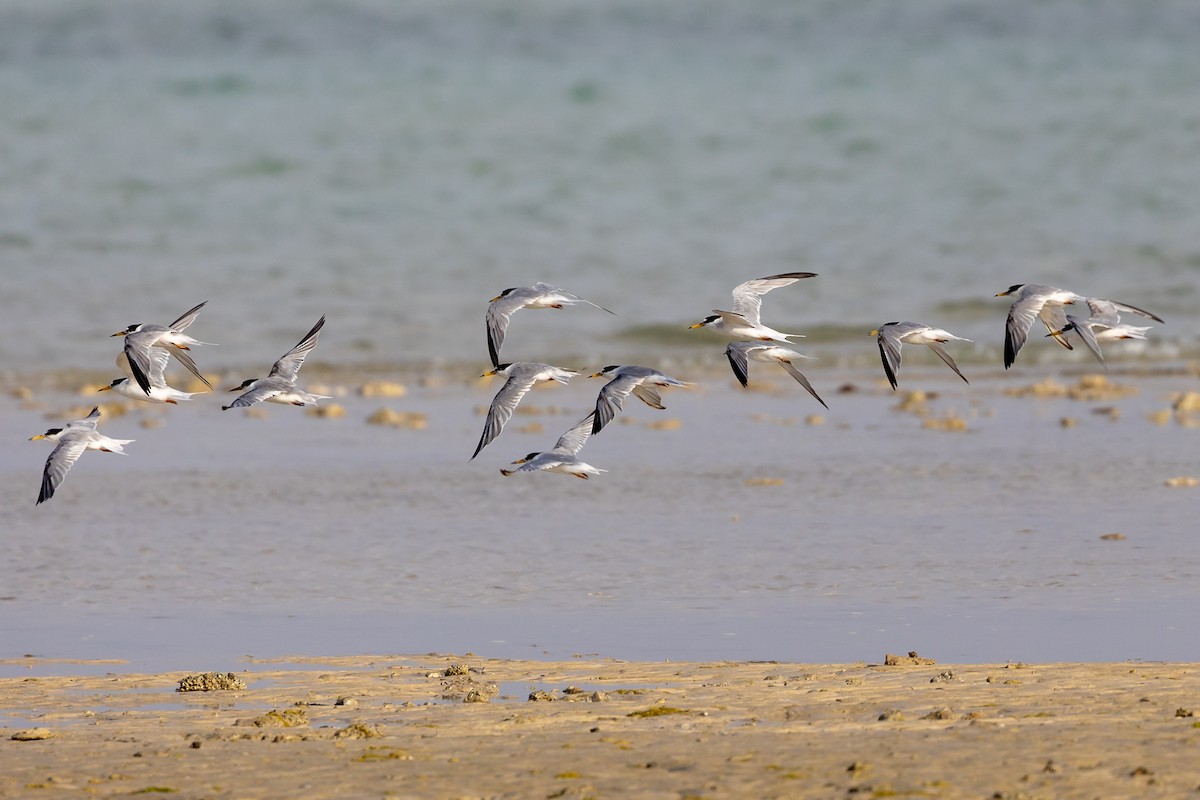 Little Tern - ML616557334