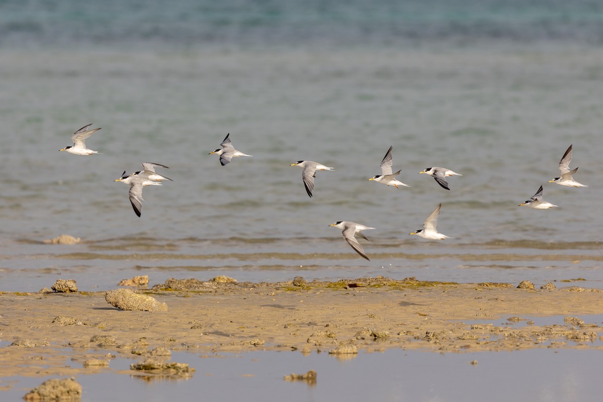 Little Tern - ML616557336