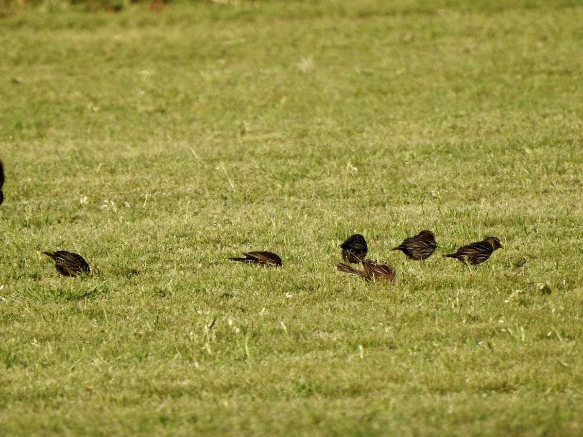 Red-winged Blackbird - ML616557351