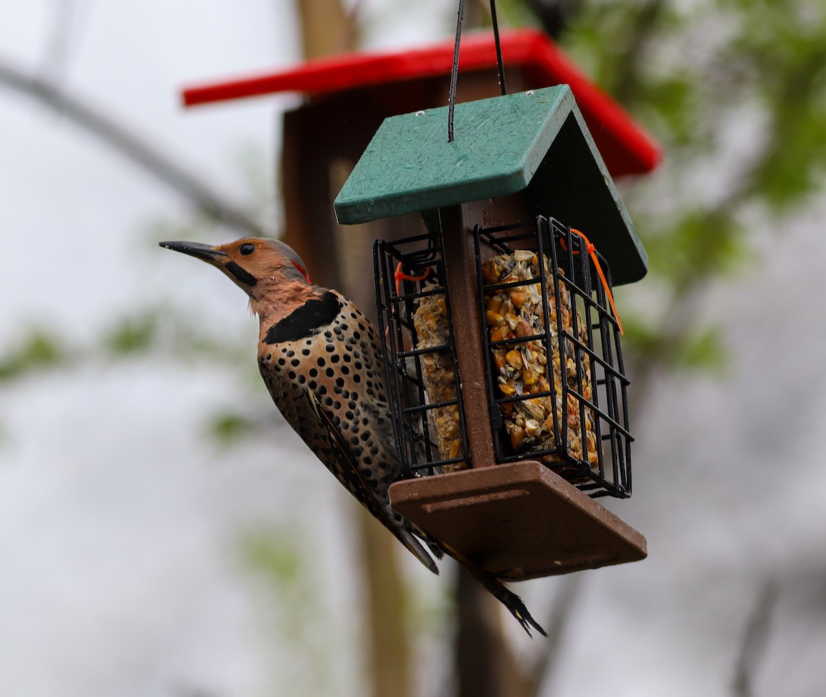 Northern Flicker - ML616557354