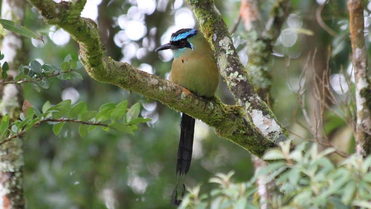 Diademmotmot - ML616557363