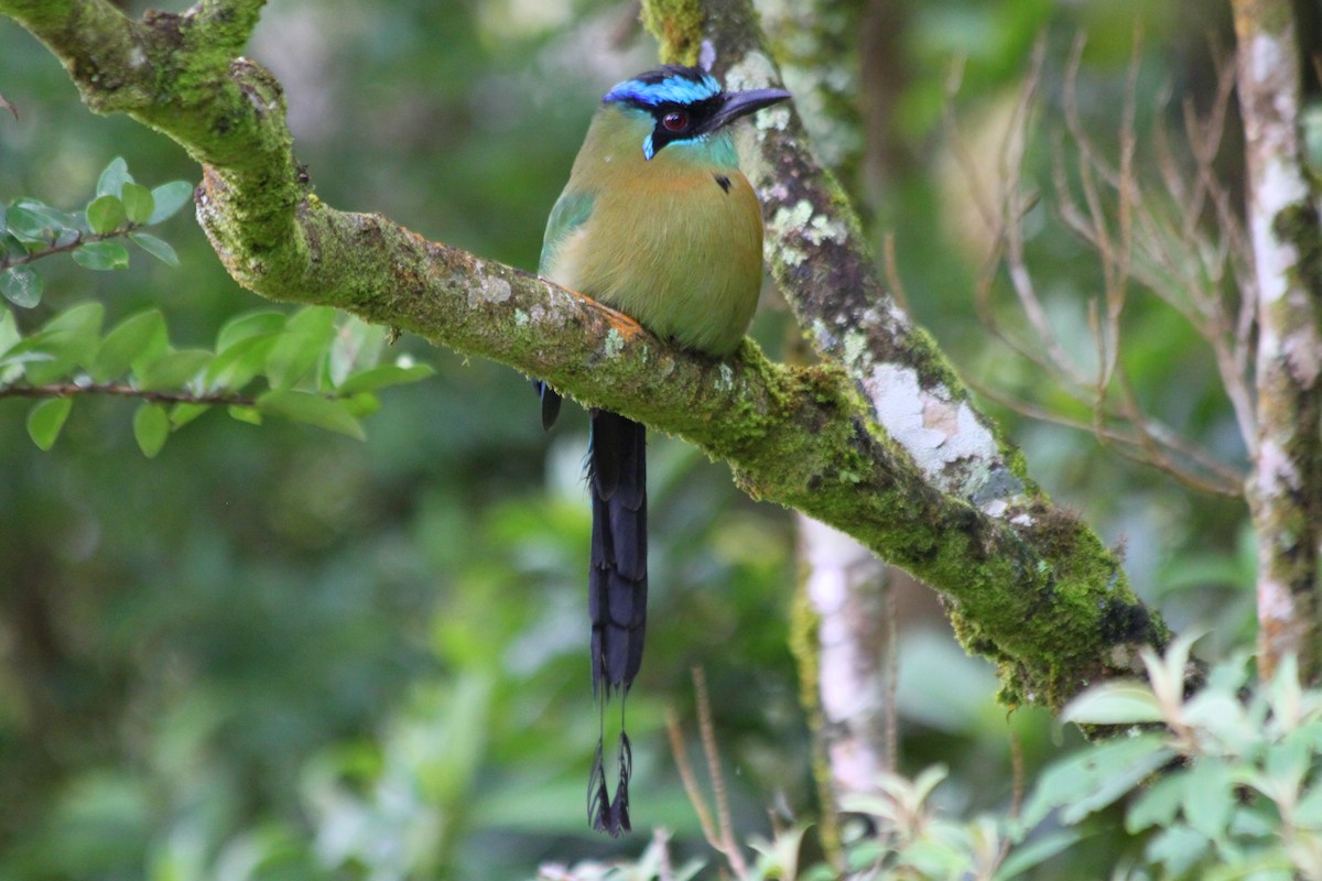 Diademmotmot - ML616557364