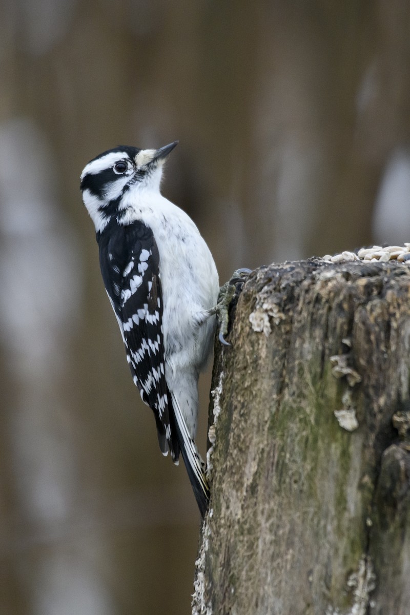 Downy Woodpecker - ML616557373