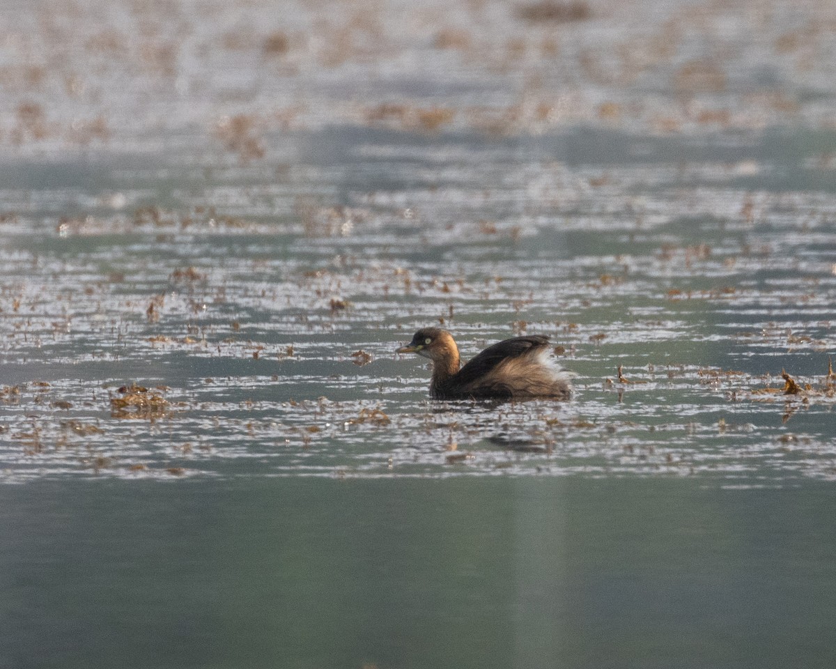 Little Grebe - ML616557395