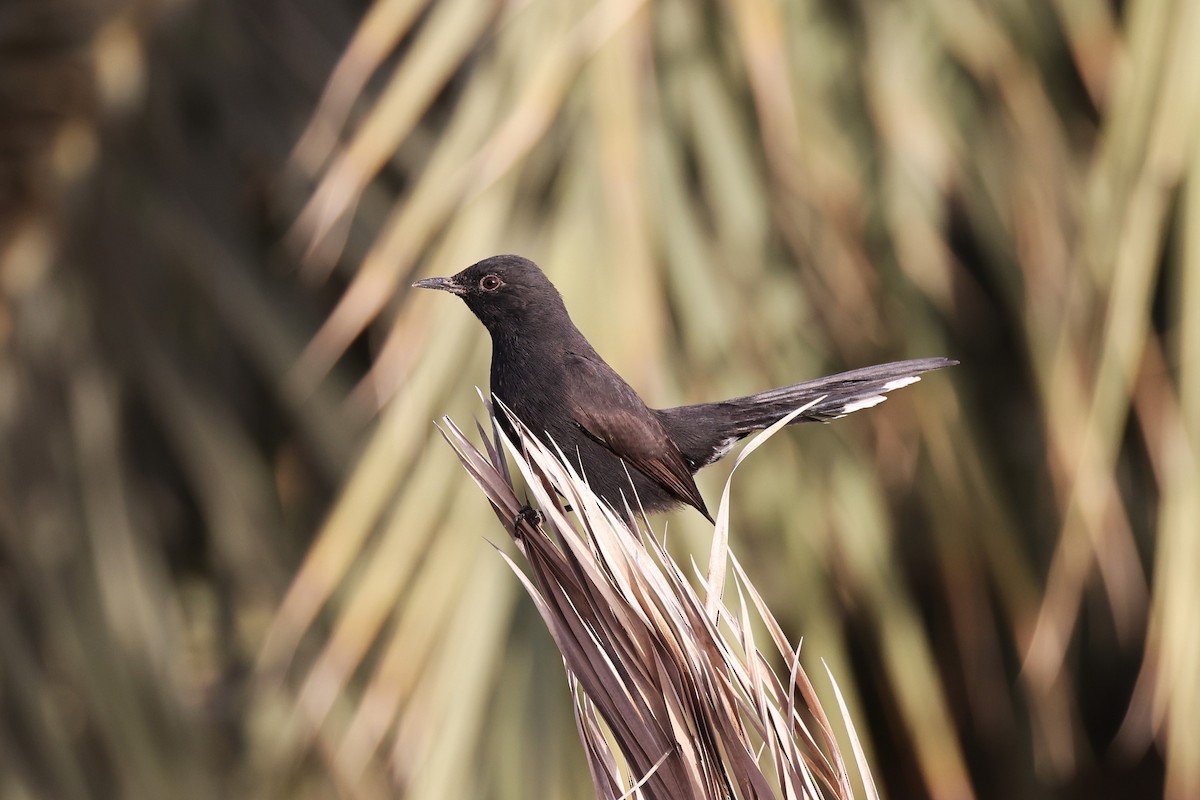 Black Scrub-Robin - ML616557400