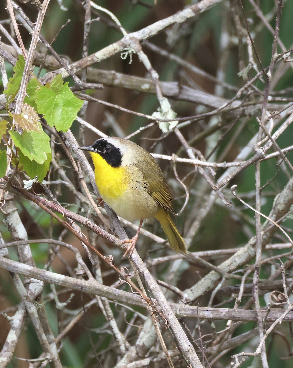 Paruline masquée - ML616557437