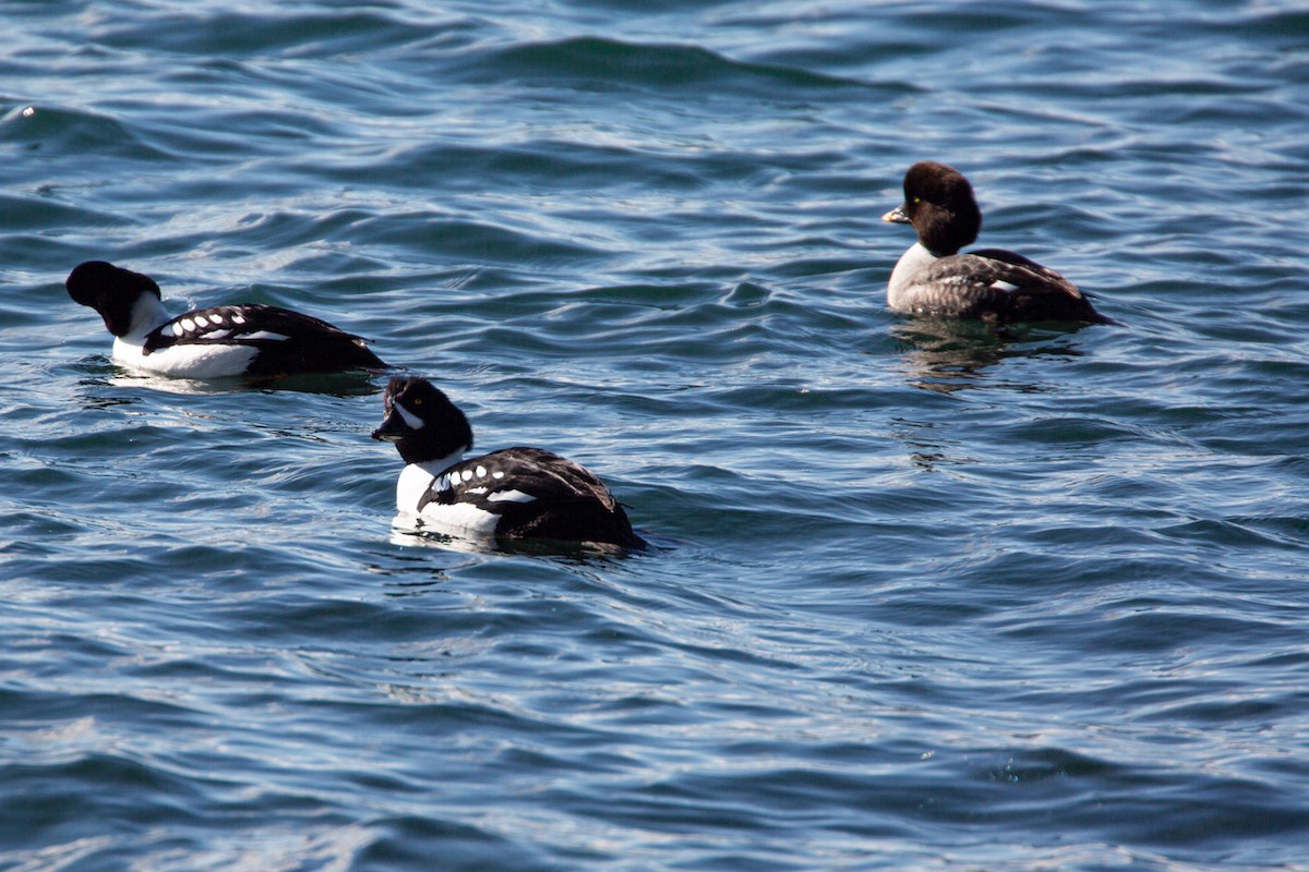 Barrow's Goldeneye - ML616557442