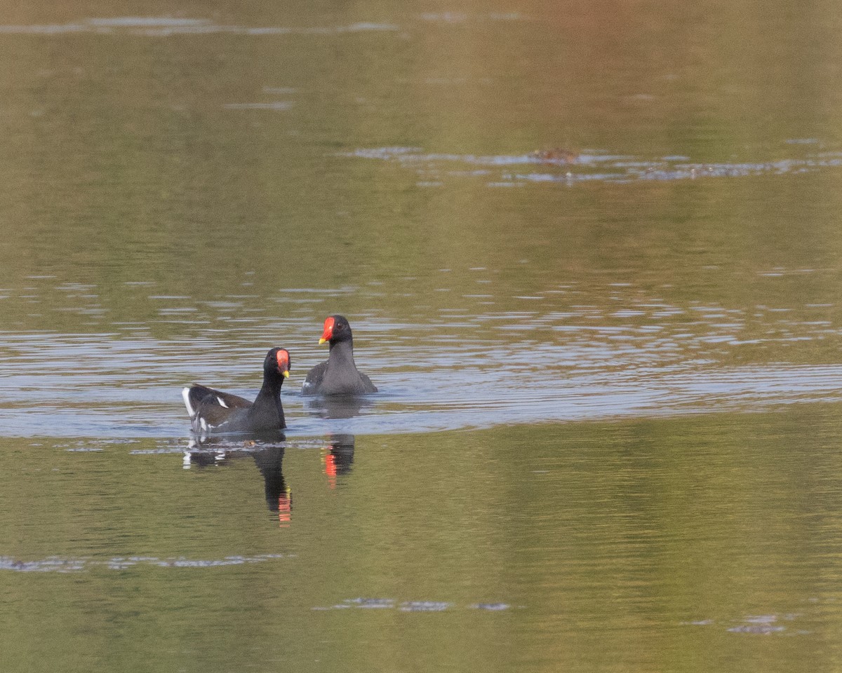 Eurasian Moorhen - ML616557443