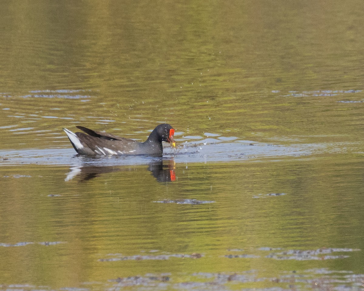 Eurasian Moorhen - ML616557444