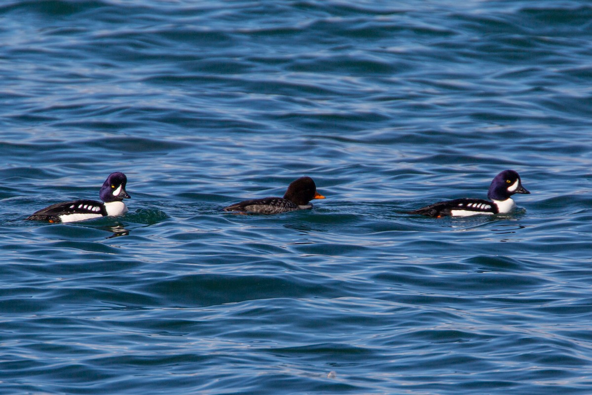 Barrow's Goldeneye - ML616557456