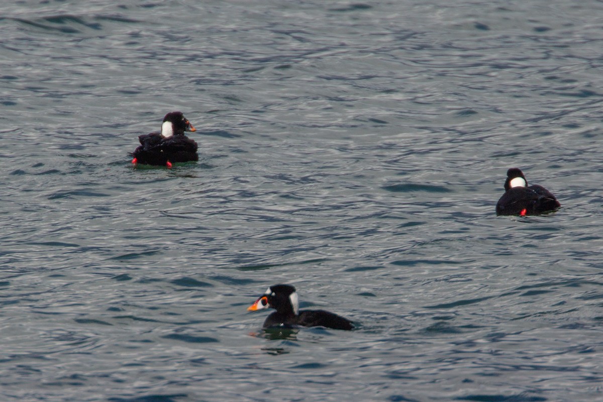 Surf Scoter - ML616557478