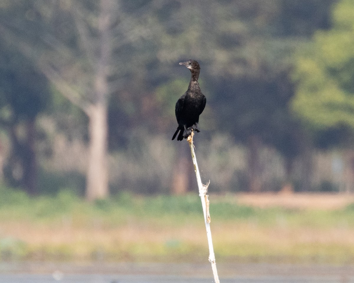 Little Cormorant - ML616557483