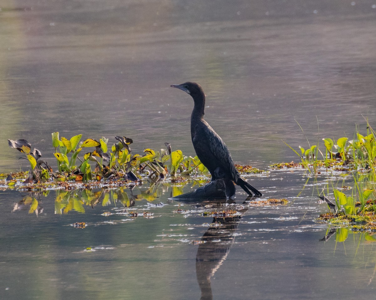 Little Cormorant - ML616557484