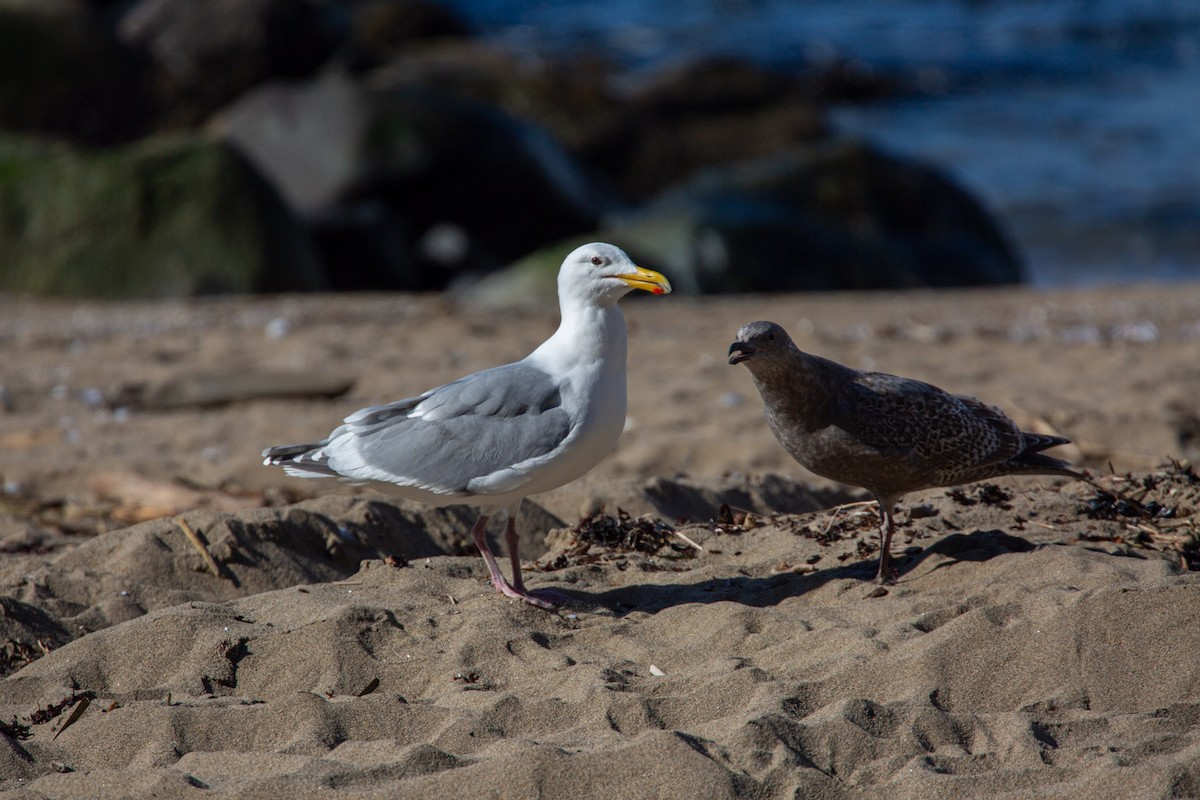 Western x Glaucous-winged Gull (hybrid) - ML616557489