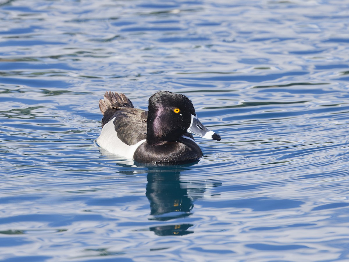 Ring-necked Duck - Angus Wilson