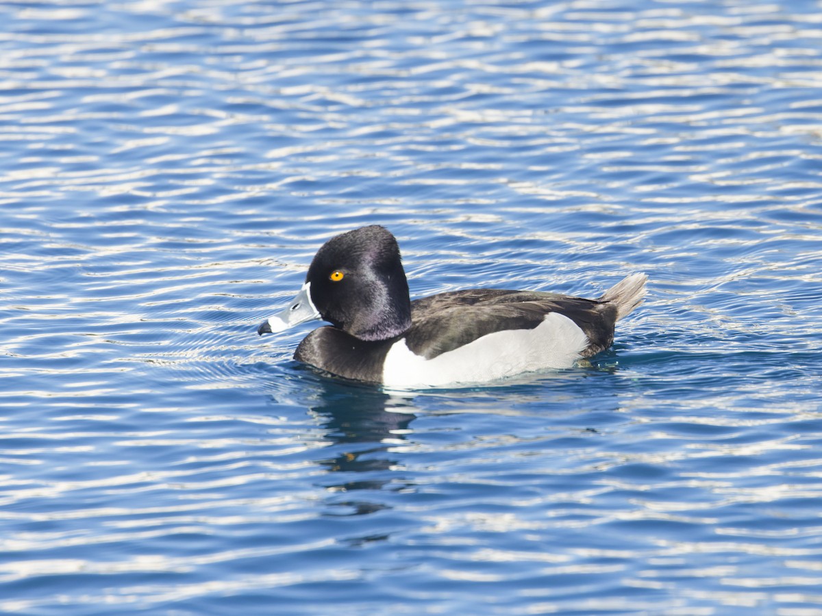 Ring-necked Duck - Angus Wilson