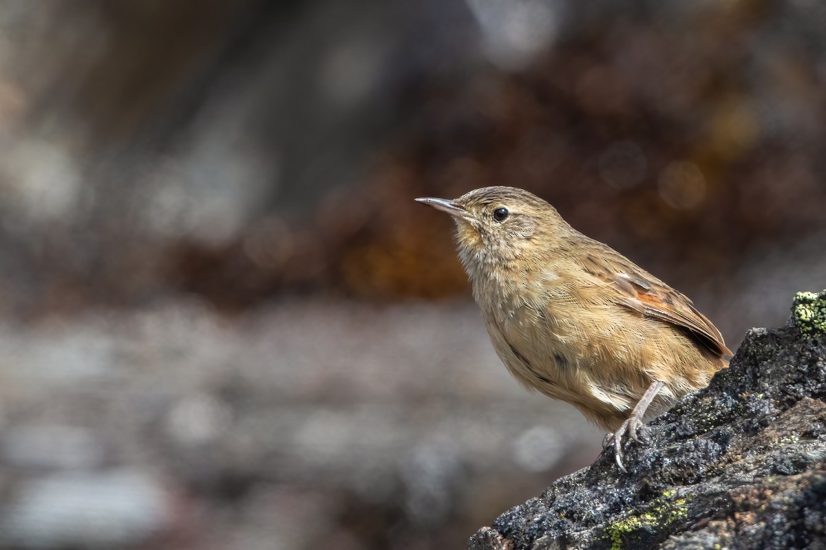 Streak-backed Canastero (Streak-backed) - Jhonathan Miranda - Wandering Venezuela Birding Expeditions