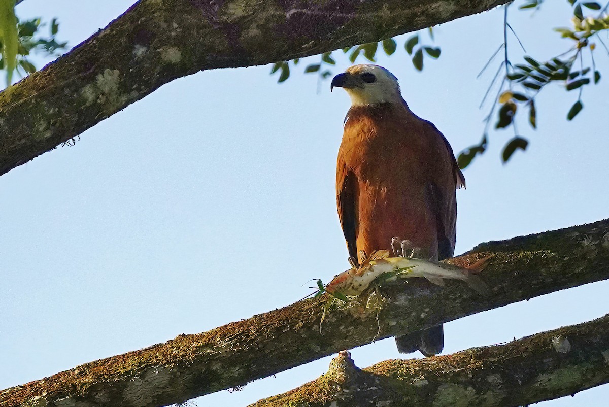 Black-collared Hawk - Joanne Kimura