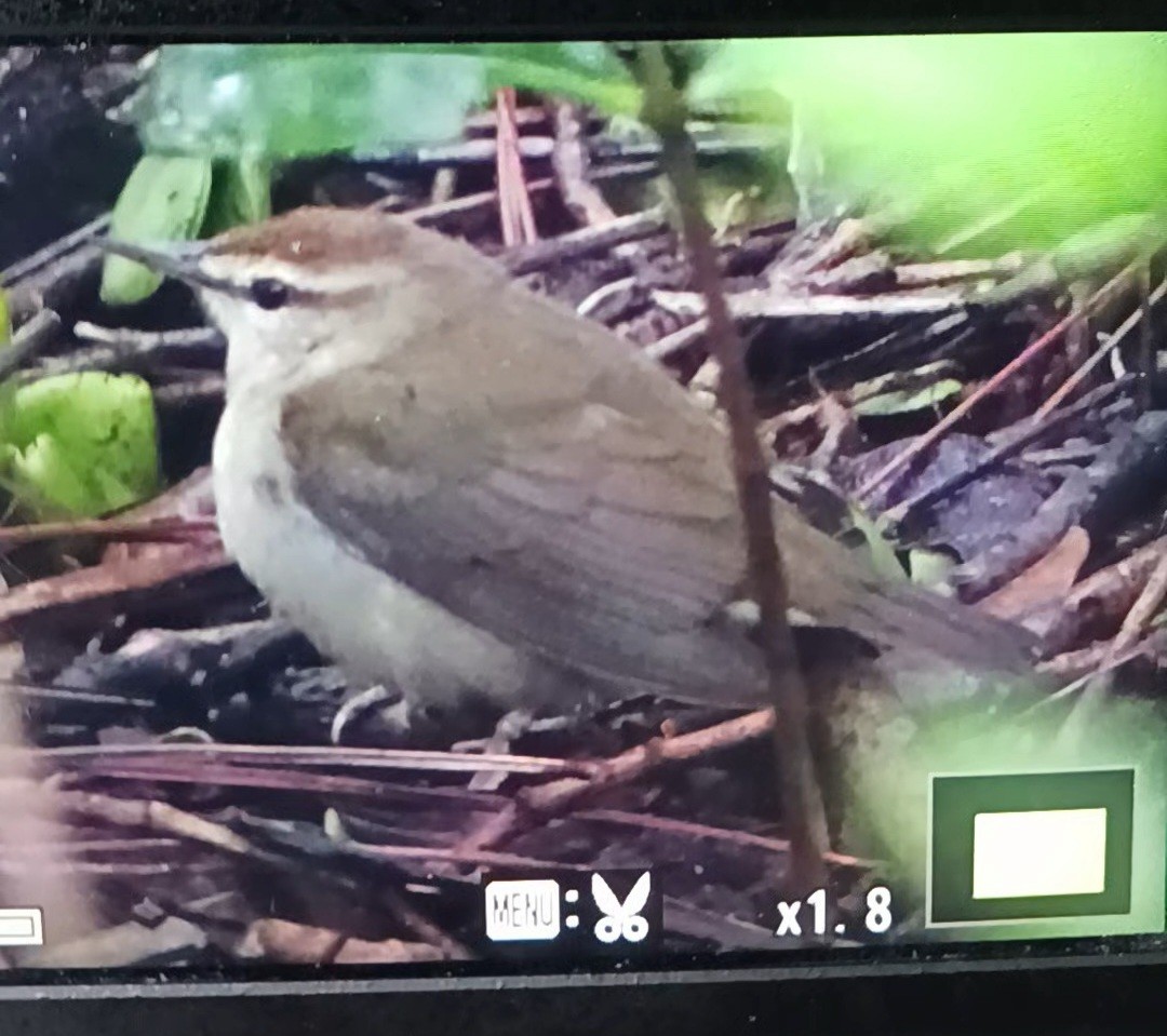 Swainson's Warbler - ML616557598