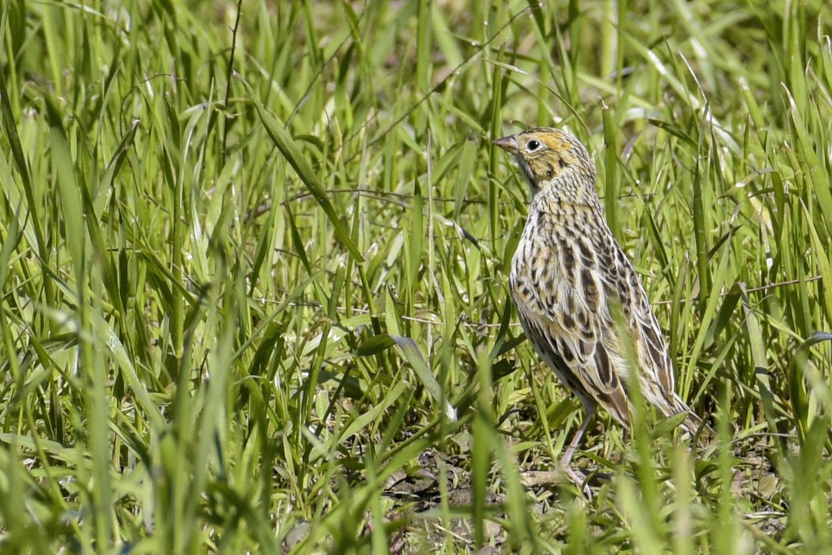 Baird's Sparrow - ML616557629