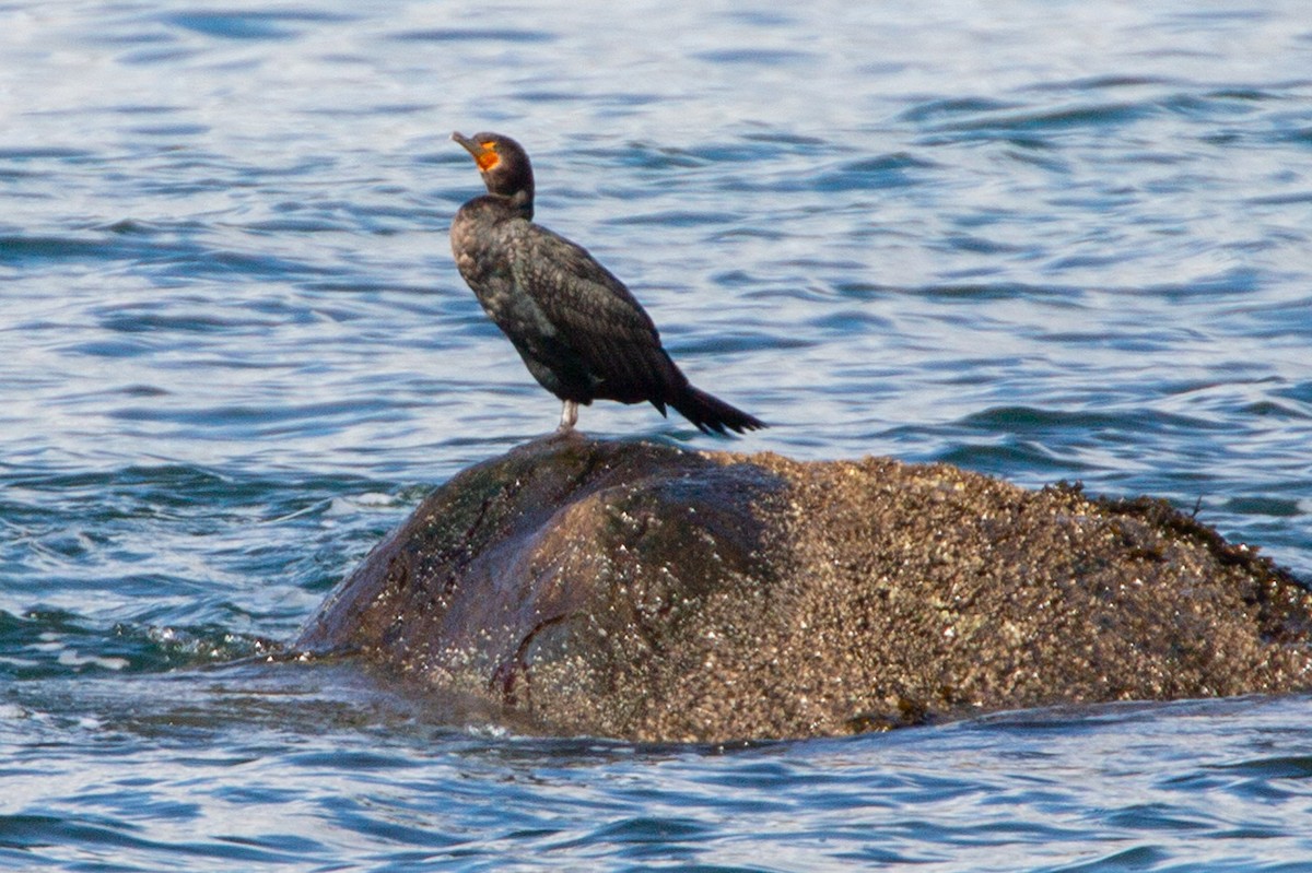 Double-crested Cormorant - ML616557630