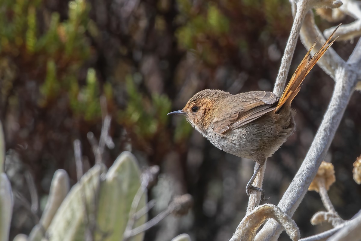 Ochre-browed Thistletail - ML616557636