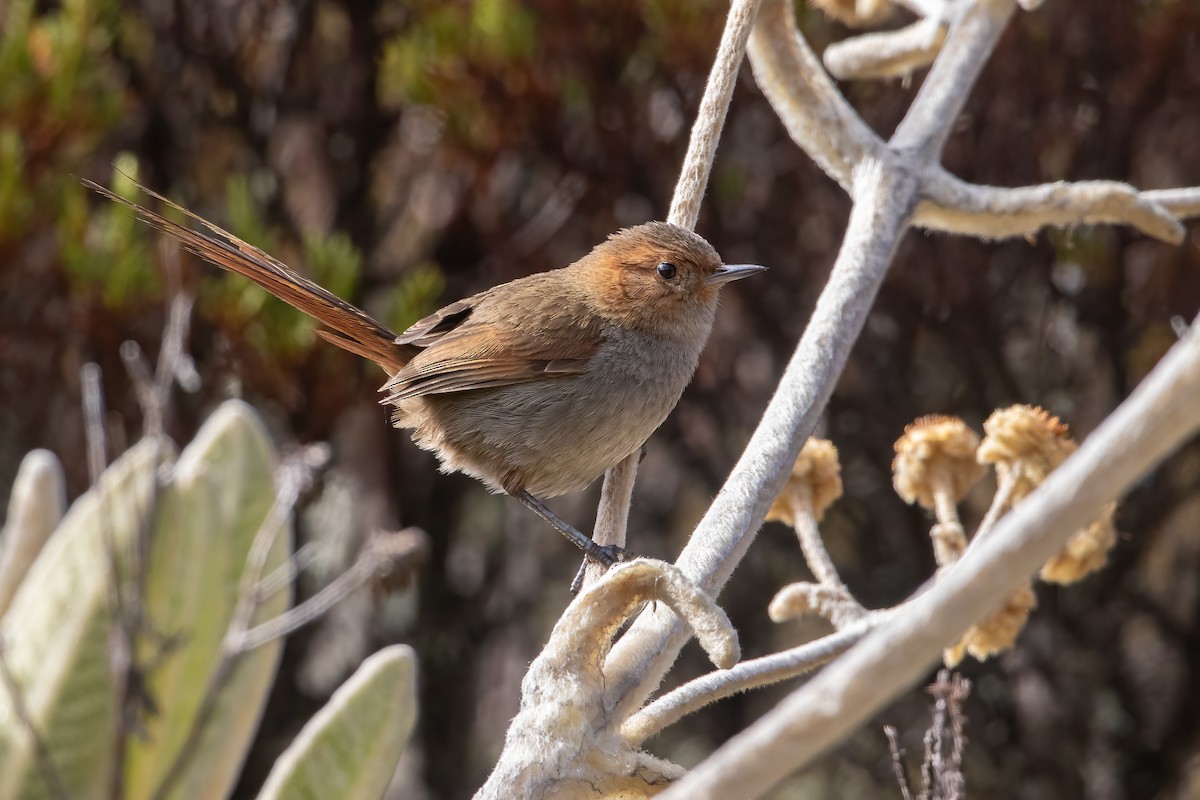 Ochre-browed Thistletail - ML616557638