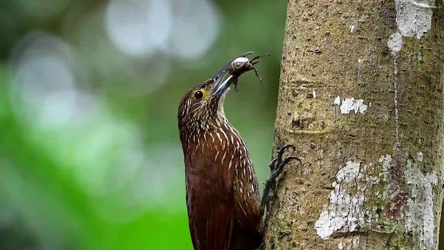 Strong-billed Woodcreeper - ML616557639