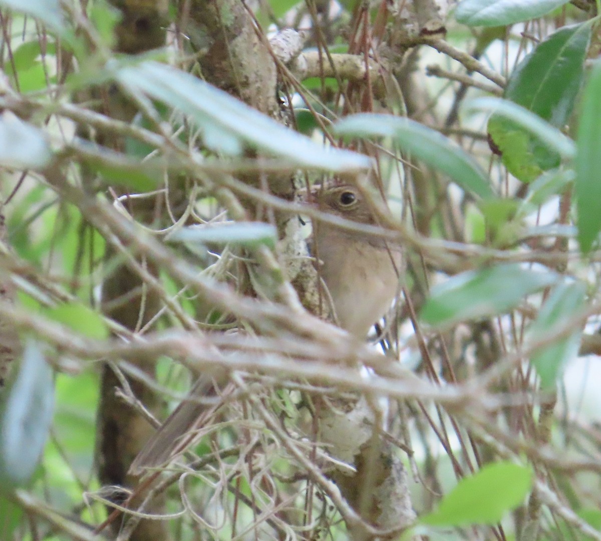 Bachman's Sparrow - ML616557653