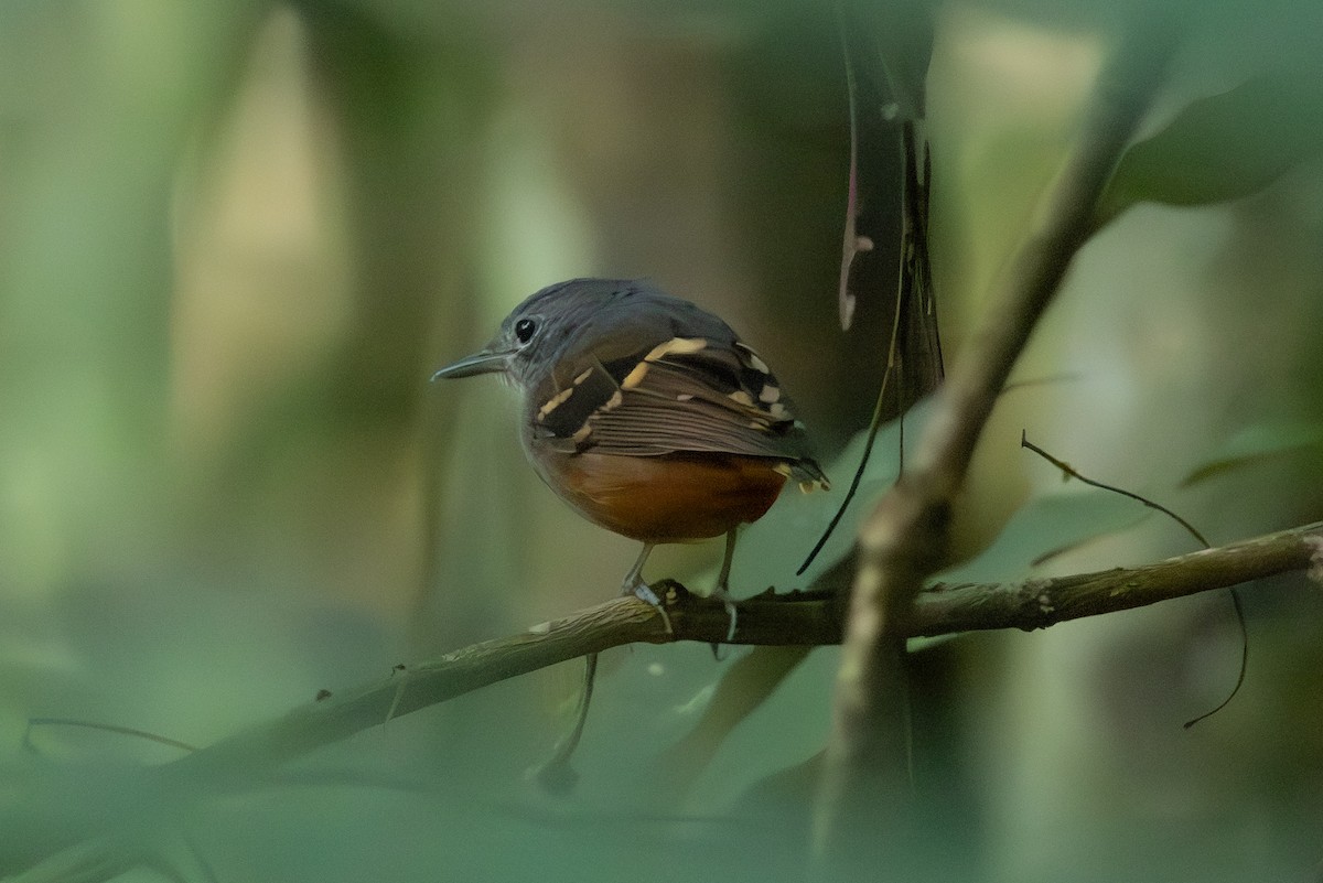 Rufous-bellied Antwren - ML616557655