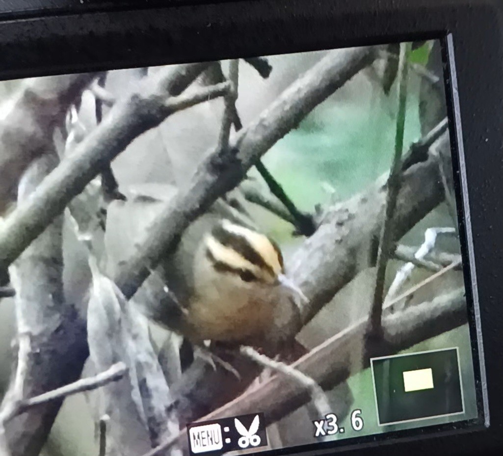 Worm-eating Warbler - c c