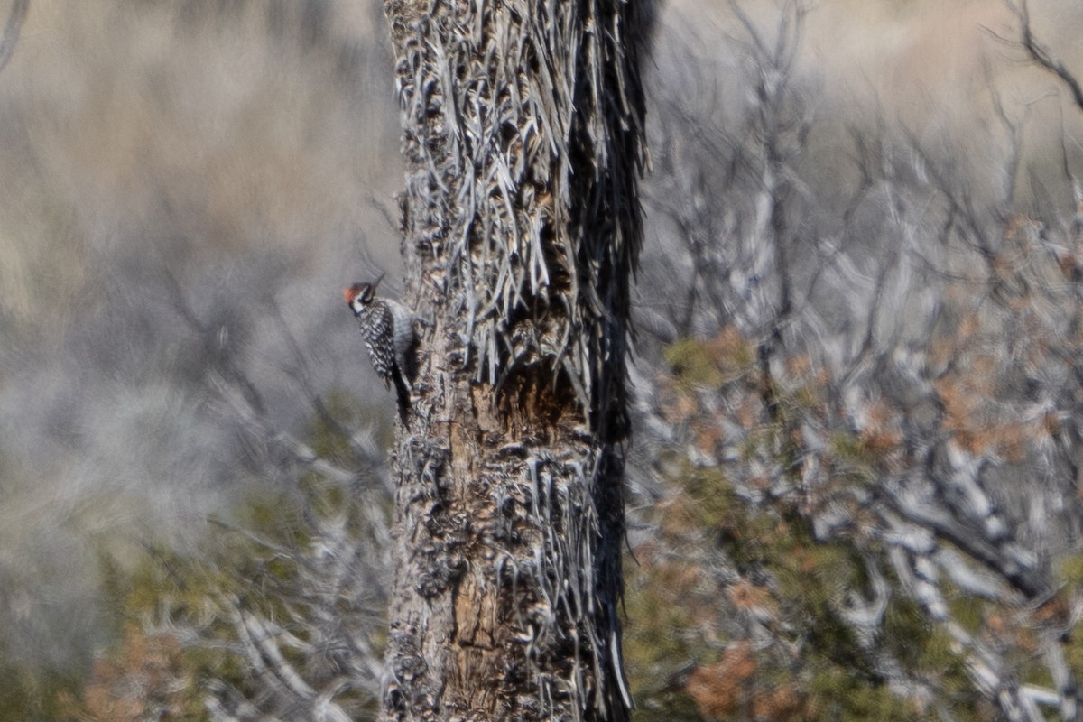 Ladder-backed Woodpecker - ML616557714