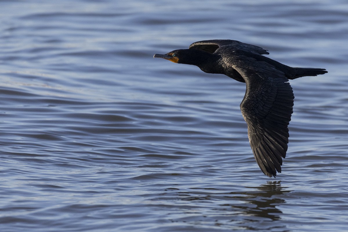 Double-crested Cormorant - ML616557717