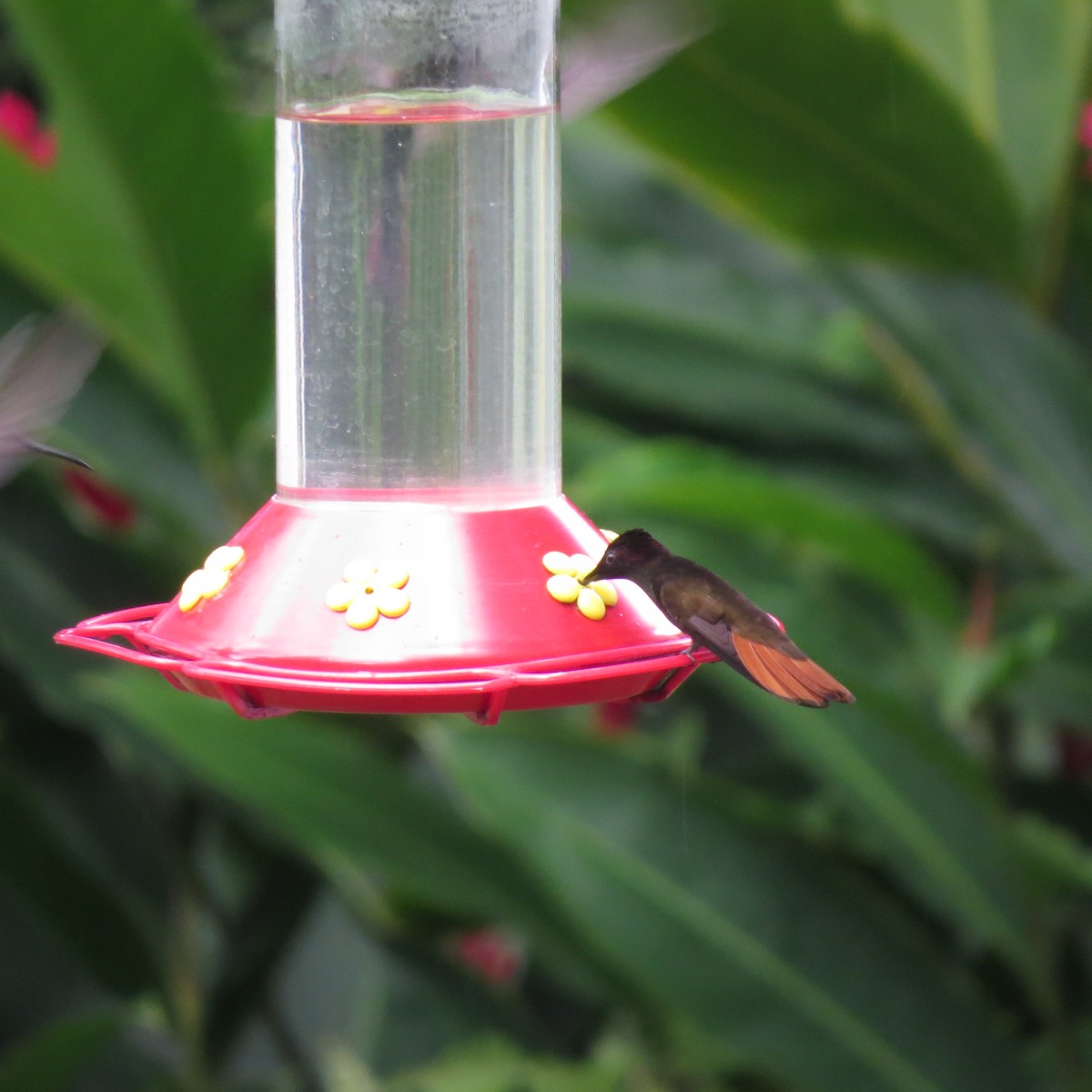 kolibřík červenohlavý - ML616557720